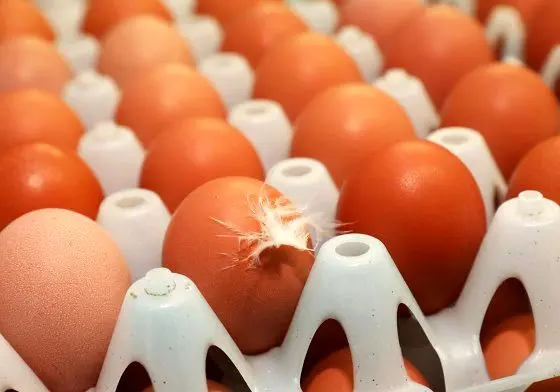 قیمت تخم مرغ در بازار (۹۹/۱۱/۲)