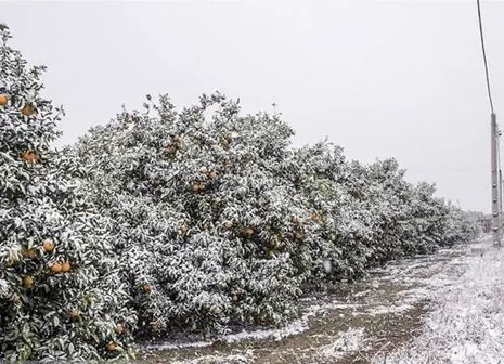 فیلمی از اولین برف زمستانی در تهران