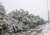بارش برف بهاری در این استان! + فیلم