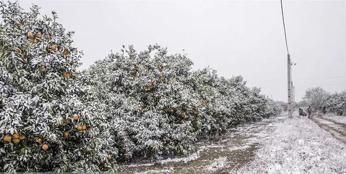 موج جدید بارش برف در راه این استان ها