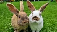 قیمت خرگوش گوشتی / صادرات این حیوان رونق دارد