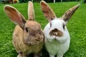 قیمت خرگوش گوشتی / صادرات این حیوان رونق دارد
