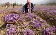 صادرات زعفران از سر گرفته شد/ افزایش قیمت در بازار