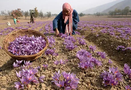 زنگ خطر صادرات زعفران به صدا درآمد؟