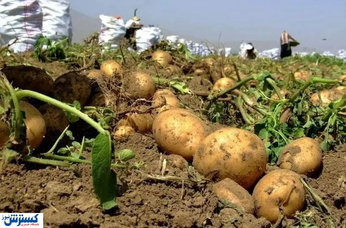 خبر خوش برای کشاورزان / صادرات محصولات رونق گرفت؟