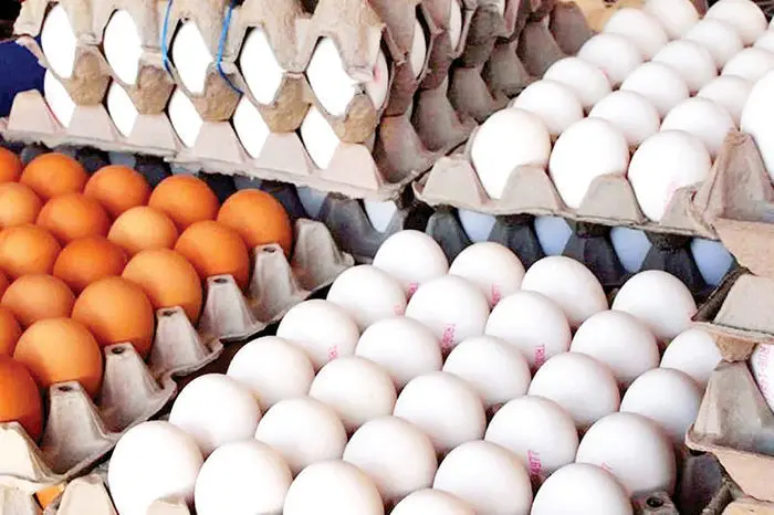 پشت پرده معطلی واردات تخم مرغ در مرزهای کشور