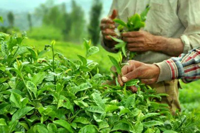 پرداخت ۸۰ میلیارد تومان از مطالبات چای کاران گیلان/ دولت ۹۲ درصد خود را داد