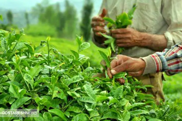 پرداخت ۸۰ میلیارد تومان از مطالبات چای کاران گیلان/ دولت ۹۲ درصد خود را داد