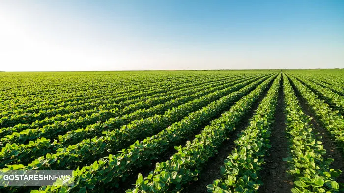 خبرخوش به کشاورزان/حق بیمه ۱۲۵ هزارتومانی محصولات کشاورزی