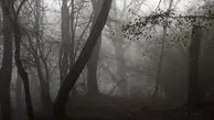 جنگل ترسناکی که اسمش جیغ است! + عکس