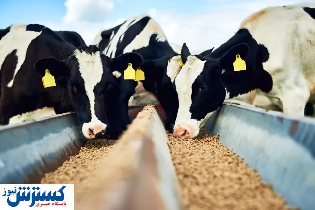 ابتکار روس ها برای تغذیه تقریباً مجانی دام