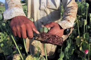 تکلیف کشت خشخاش در ایران روشن شد