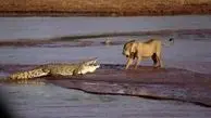 حمله شیرها به این خزنده بی‌رحم/ تمساح بیچاره شد!