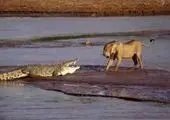 اعدام تمساح به شیوه ای دلخراش!+ فیلم