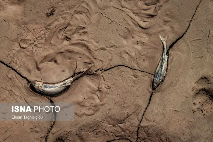 تصاویر/ مرگ ماهی‌ها در عصر خشکسالی