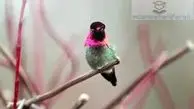 تغییر رنگ شگفت انگیز این پرنده در ۶۰ ثانیه! + فیلم