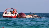 تصاویر / خودکشی دومین نهنگ در ساحل کیش