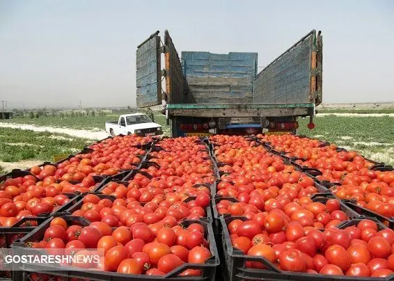 خبر خوبی که دیر به گوجه‌کاران رسید