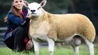 گوسفندی با ۳۵ کیلوگرم پشم! + فیلم