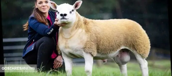 گوسفندی که ۱۰ میلیارد تومان فروخته شد + عکس