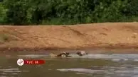 شکار آنتیلوپ در وسط رودخانه توسط سگ‌های وحشی + فیلم