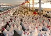 آخرین وضعیت بازار مرغ / دلیل قیمت بالای مرغ چیست