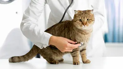 ۲۵ بیماری و مشکل سلامتی شایع در گربه‌ها