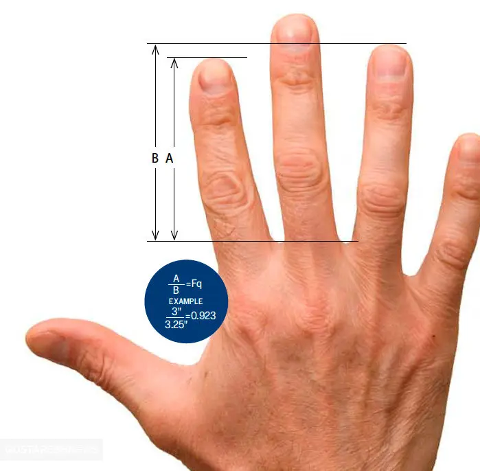طول انگشتان شما چه چیز را نشان میدهد؟