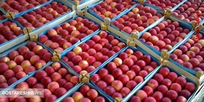 ایران سومین صادرکننده سیب درختی جهان