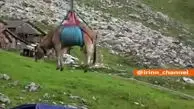 پرواز گاوها بر فراز کوه‌های آلپ +فیلم