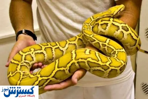 حیوان خانگی فقط این بزرگوار/فیلم