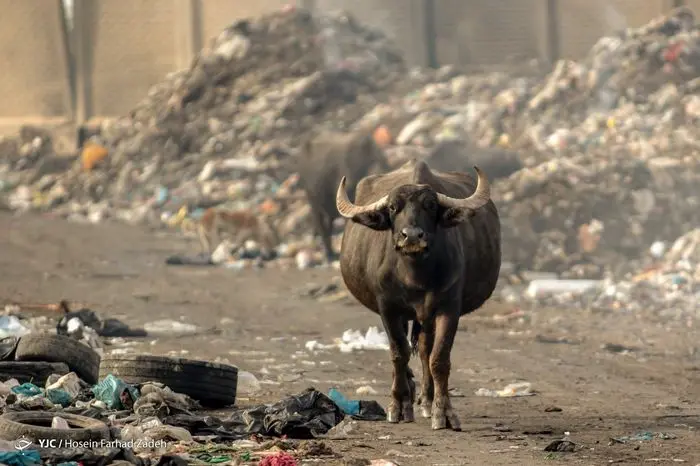 تصاویر/ پرسه حیوانات اهلی میان زباله‌های بیمارستانی 