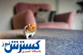 ایردراپ معروف تلگرامی از چشم کاربران افتاد | همستر کامبت به بن بست رسید یا توکن سوزی کرد ؟