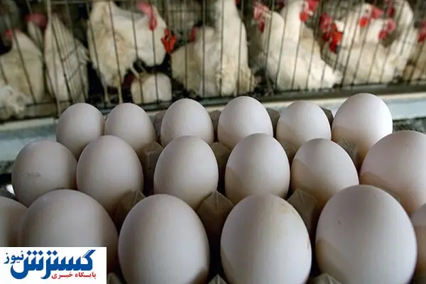 تخم مرغ بال در آورد!