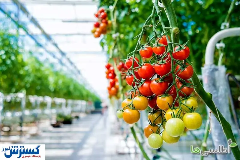 خرید بذر صیفی جات گلخانهای از سایت اطلسی ها