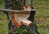 درآمد شهرداری از جریمه قطع درختان مشخص شد