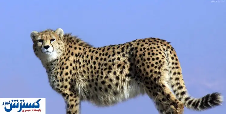 پرونده یوزپلنگ در ایران مرکزی بسته شد 