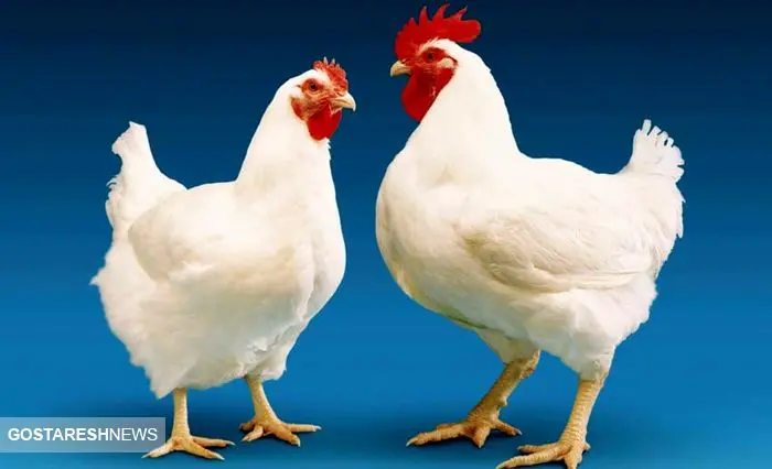 زنگ خطر در مورد قیمت مرغ / سال آینده گوشت نایاب می شود؟