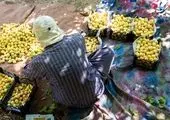 کاهش ۸۵ درصدی قیمت میوه نسبت به فروردین ماه