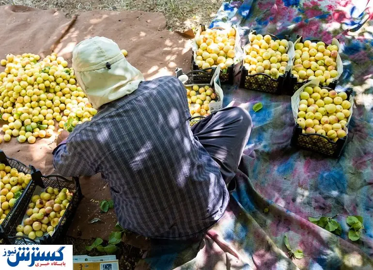برگ برنده دلالان میوه