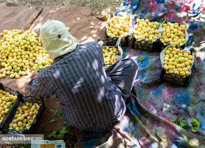 برگ برنده دلالان میوه