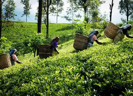 کلاهبرداری و فساد با طعم چای + اینفوگرافی