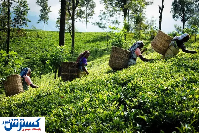 رکورد فساد میلیارد دلاری شکست/تخلف ارزی وحشتناک شرکت چای افشا شد