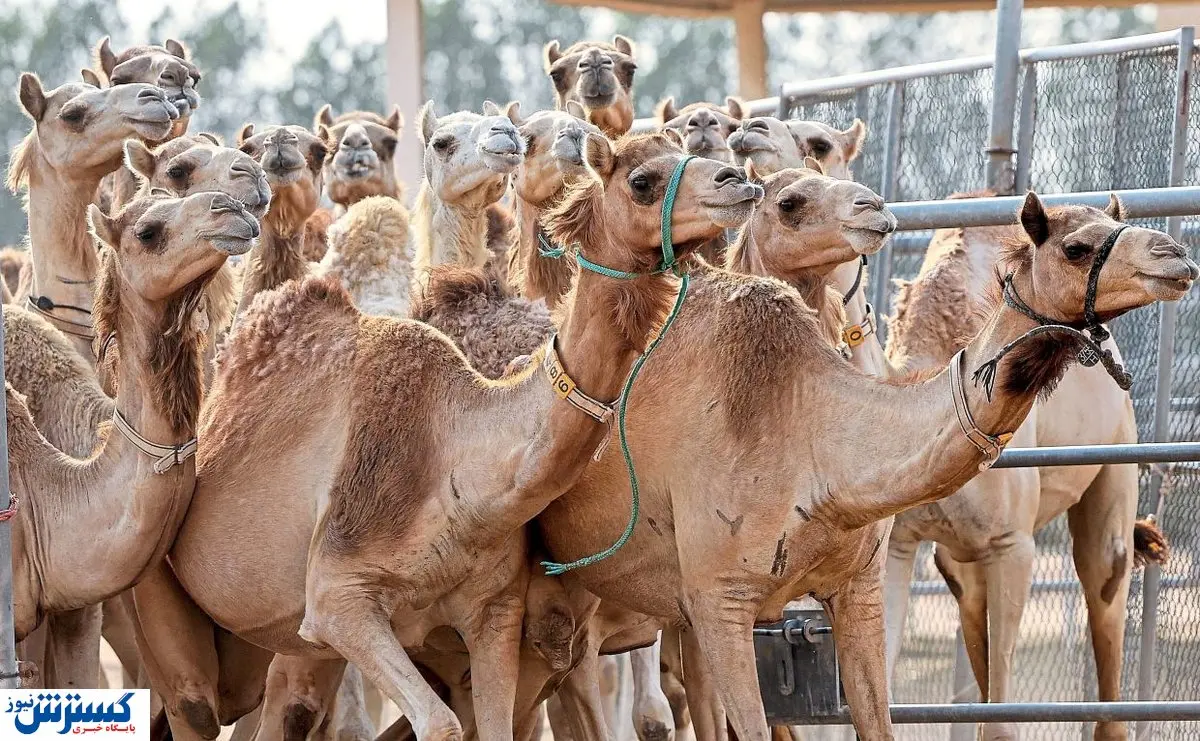 با سرمایه گذاری در این حوزه پول پارو کنید! | حداکثر قیمت هر شتر برای پرورش چقدر است؟