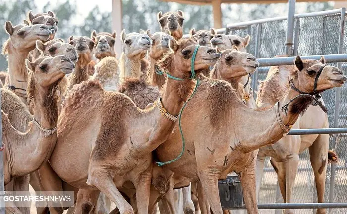 با سرمایه گذاری در این حوزه پول پارو کنید! | حداکثر قیمت هر شتر برای پرورش چقدر است؟