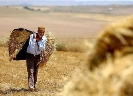 دلالان بازار را درو می‌کنند