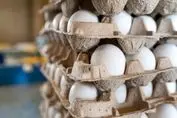 خبر فوری درباره قیمت تخم مرغ / هر کیلو تخم مرغ چند است؟