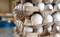 ضرر سنگین مرغداران / تخم مرغ به زودی گران می شود؟