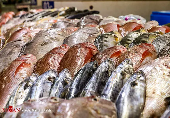 بازار-ماهی-بندرعباس (17)