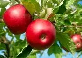 سرکه سیب چه فایده ای برای پوست سر دارد؟
